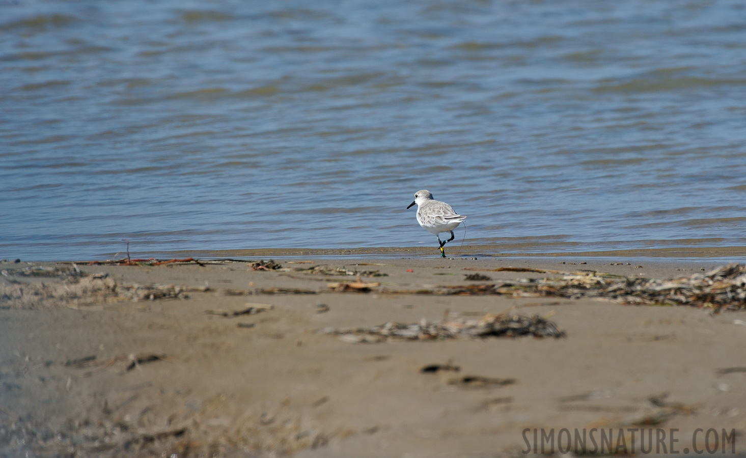 Calidris alba [550 mm, 1/640 sec at f / 10, ISO 400]